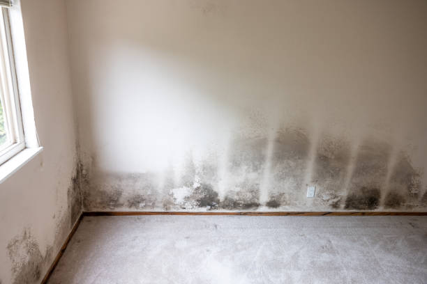 Best Mold Prevention Services  in Oak Trail Shores, TX